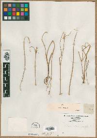 Scleria pauciflora image