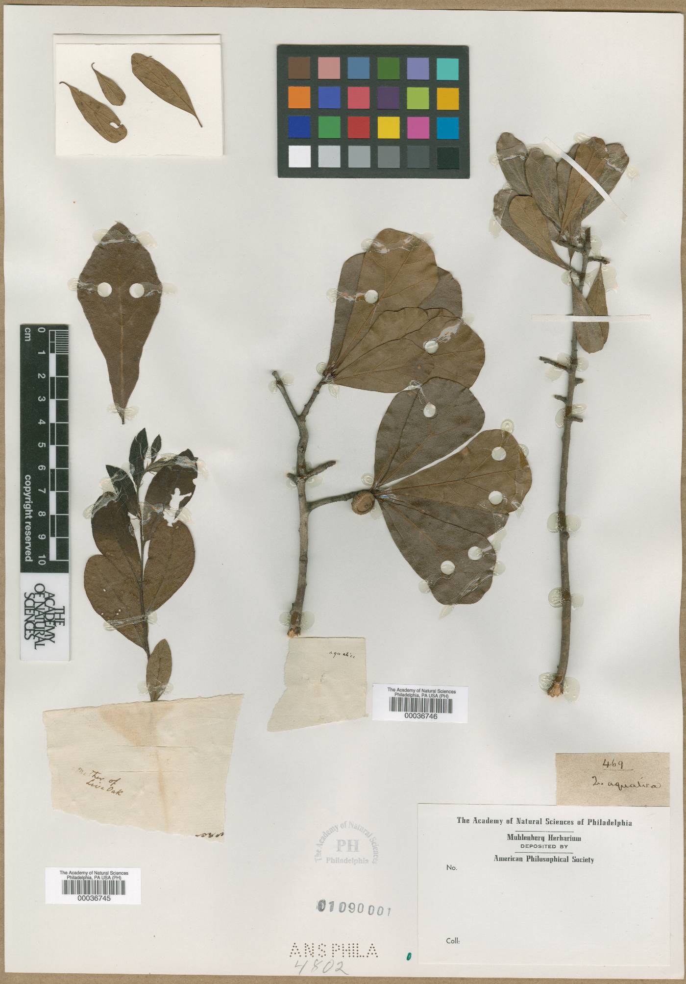 Quercus aquatica image