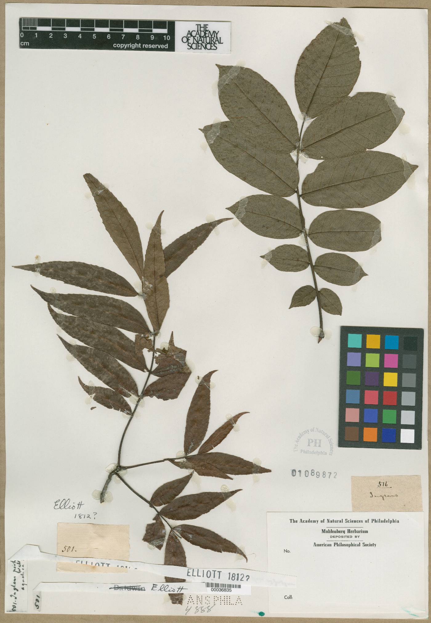 Juglans aquatica image