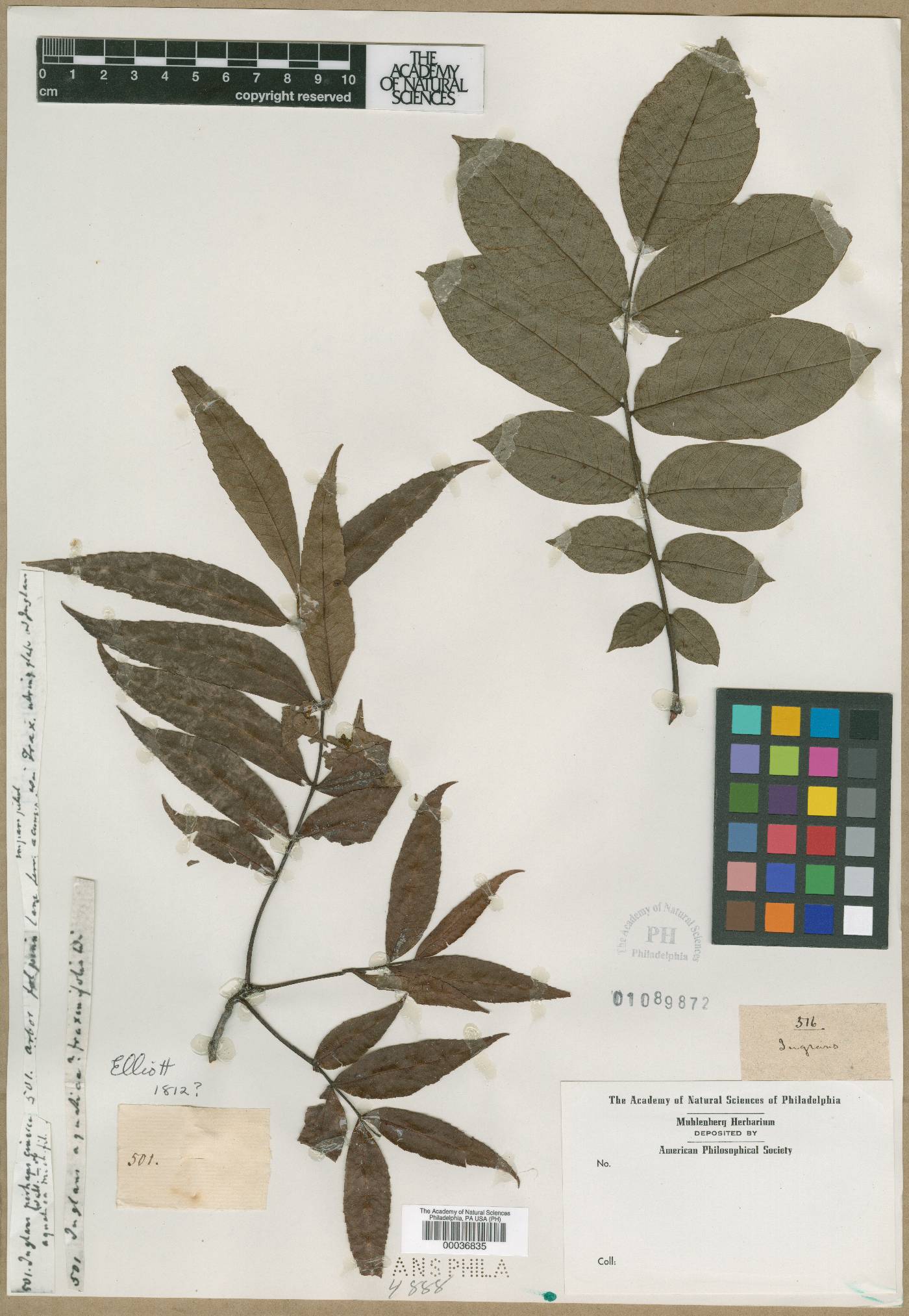 Juglans aquatica image