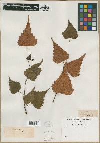 Betula populifolia image