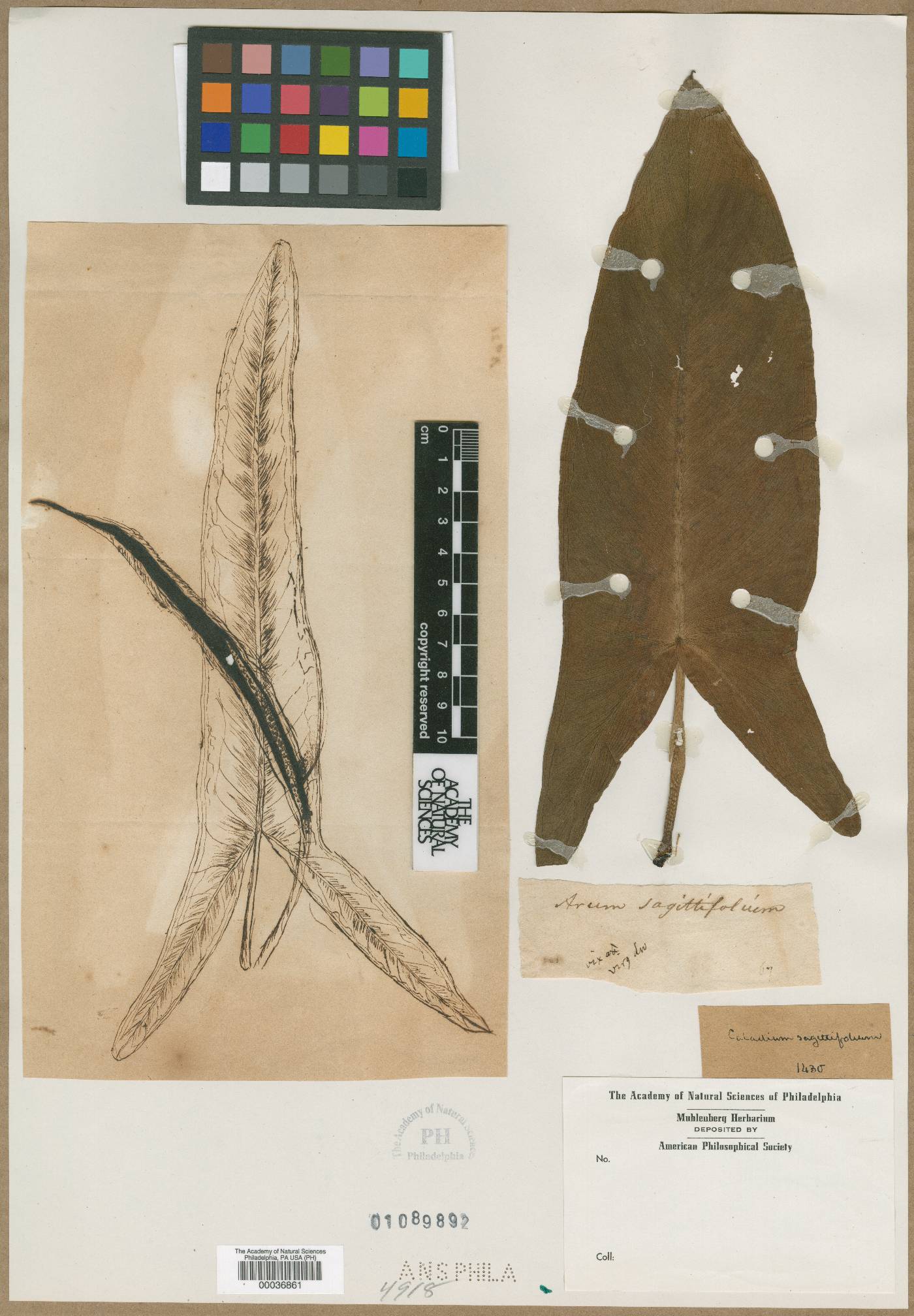 Arum sagittifolium image