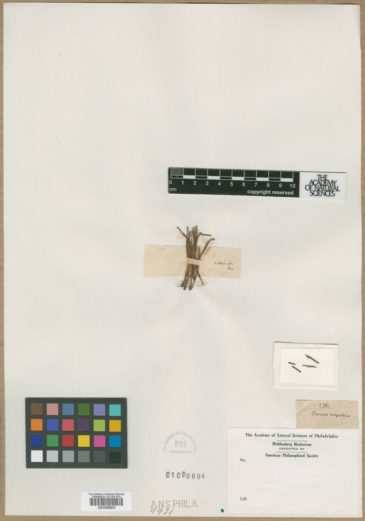Pinus rupestris image