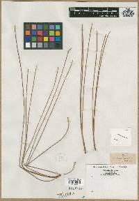 Pinus australis image