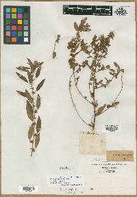 Acalypha gracilens image