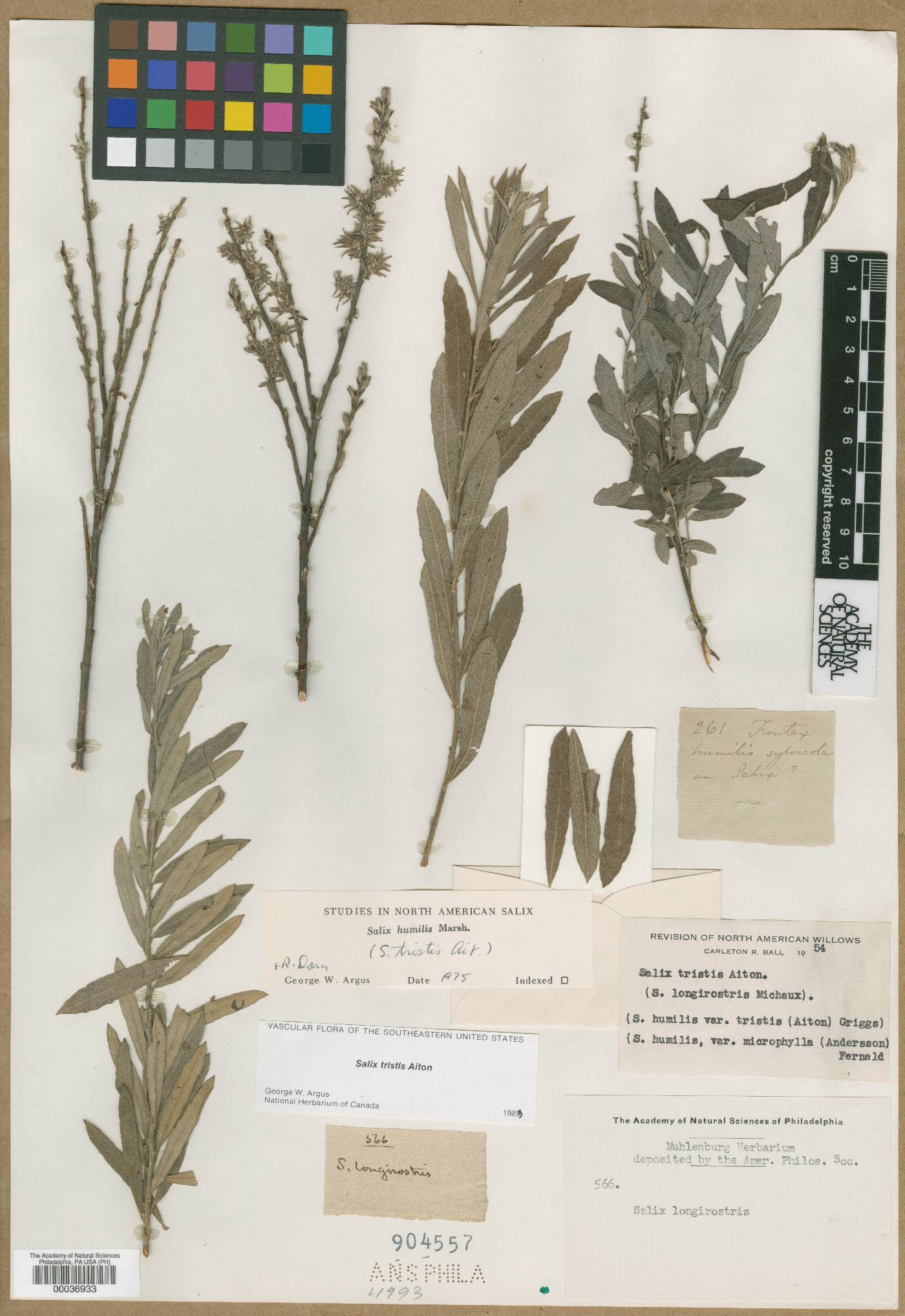 Salix longirostris image