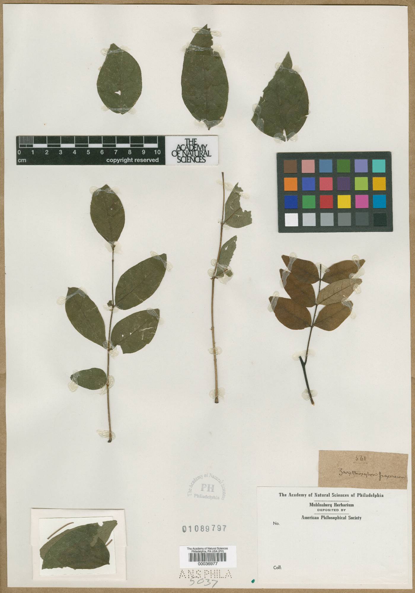 Zanthoxylum fraxineum image