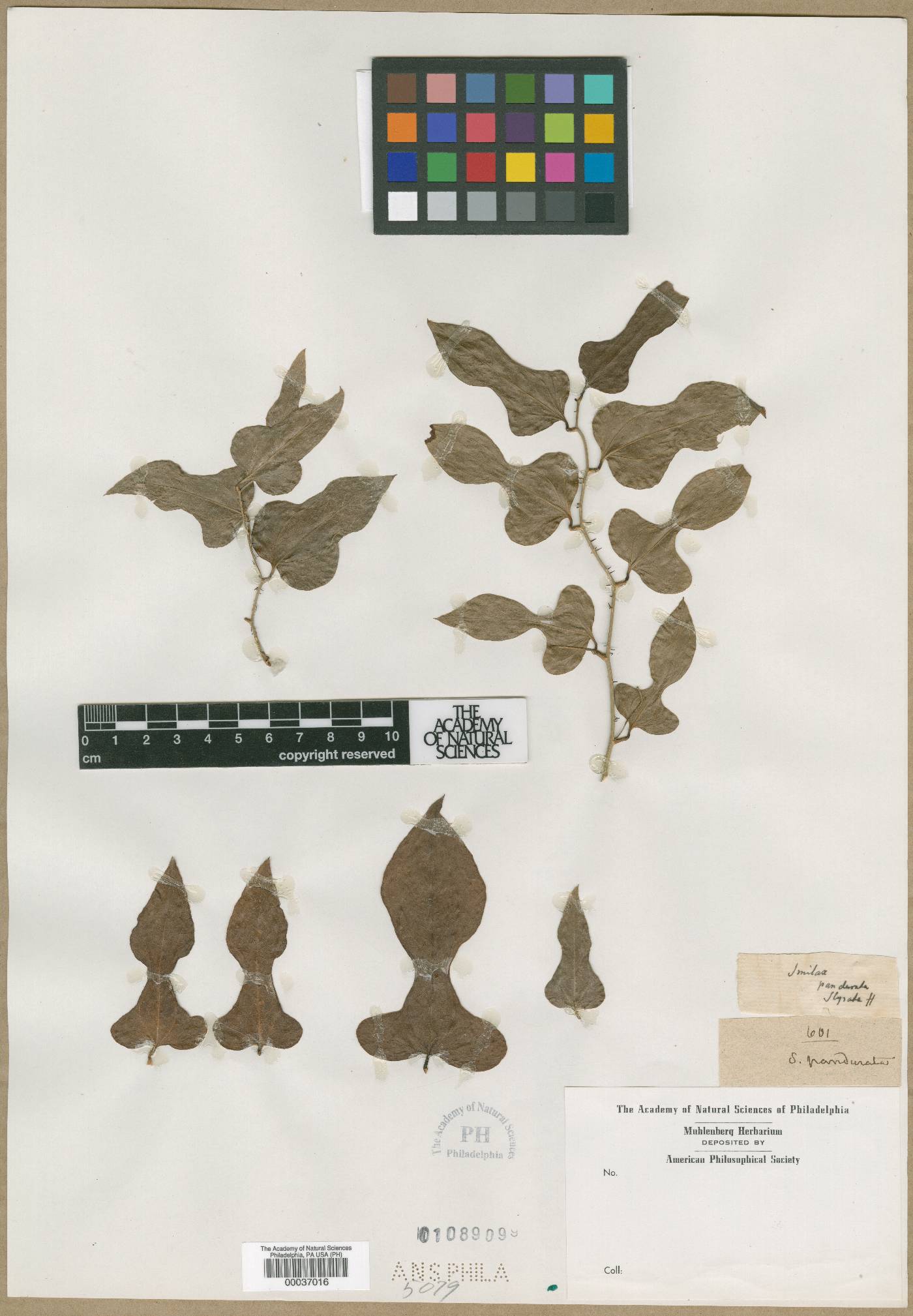 Smilax pandurata image