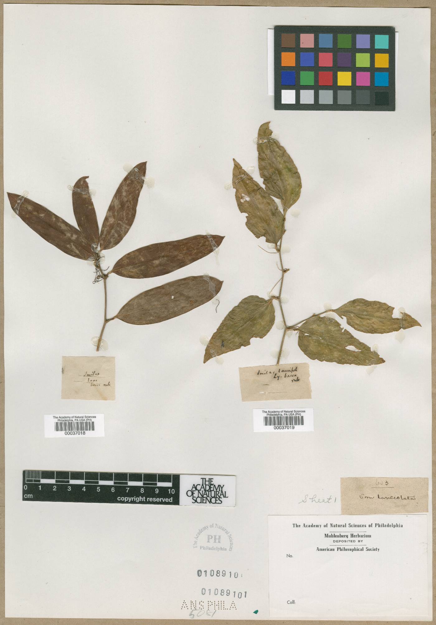 Smilax lanceolata image