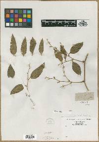 Smilax lanceolata image