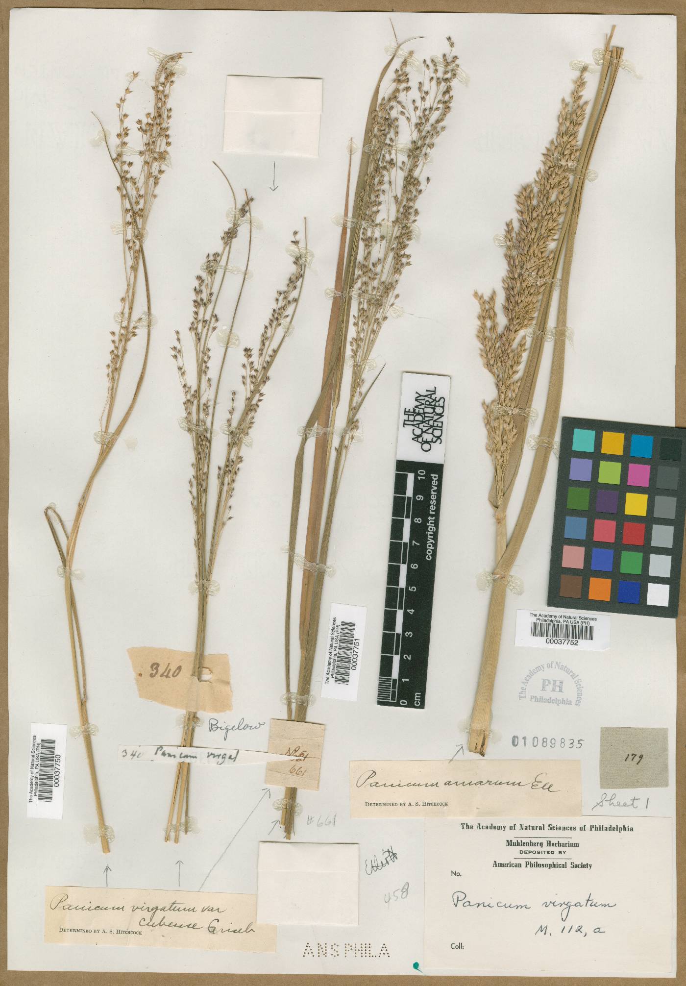 Panicum virgatum var. virgatum image