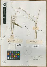 Panicum commutatum image