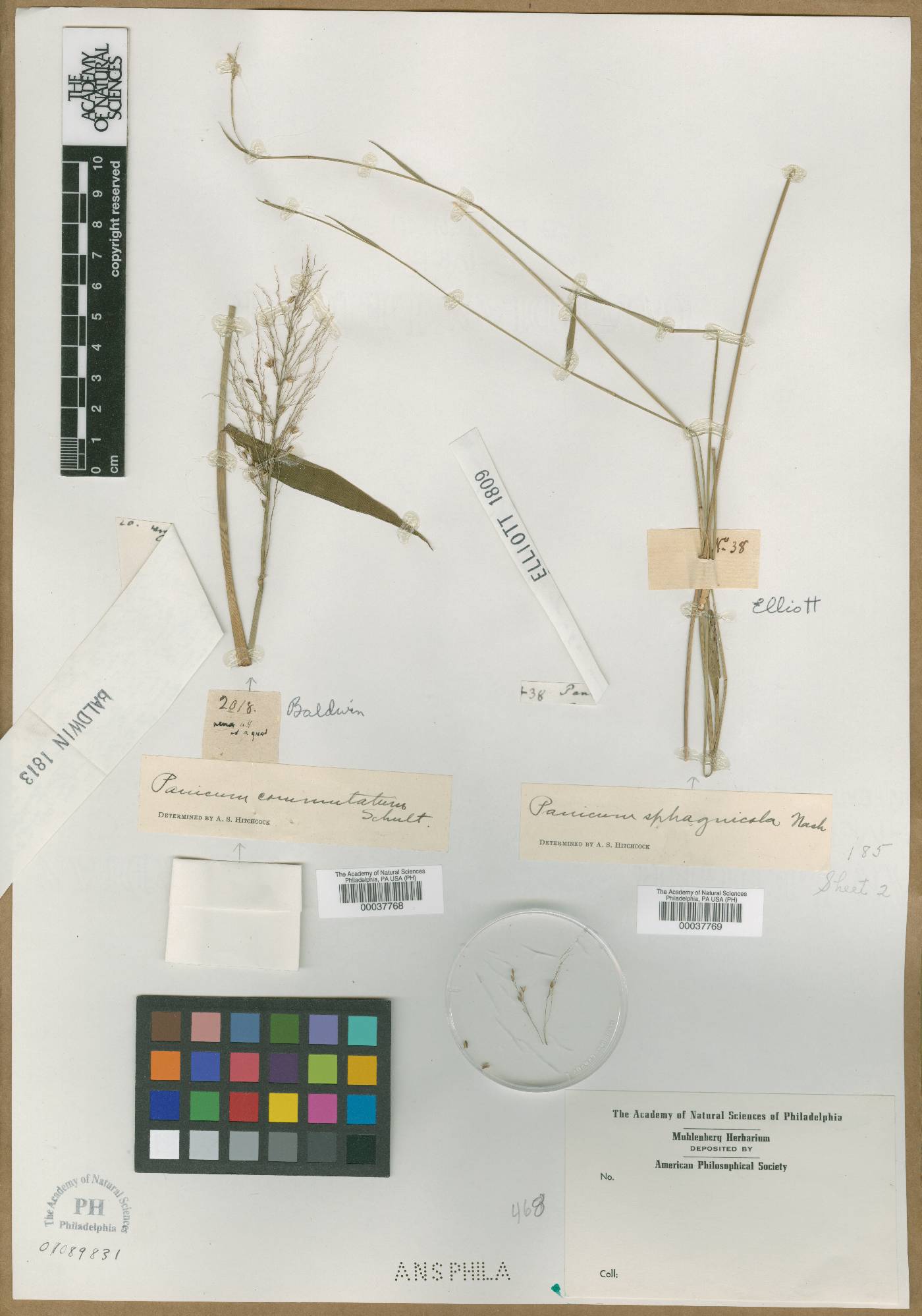 Panicum sphagnicola image