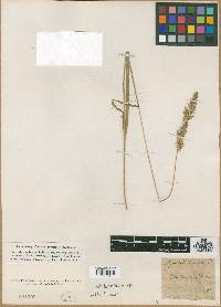 Image of Agrostis barbata