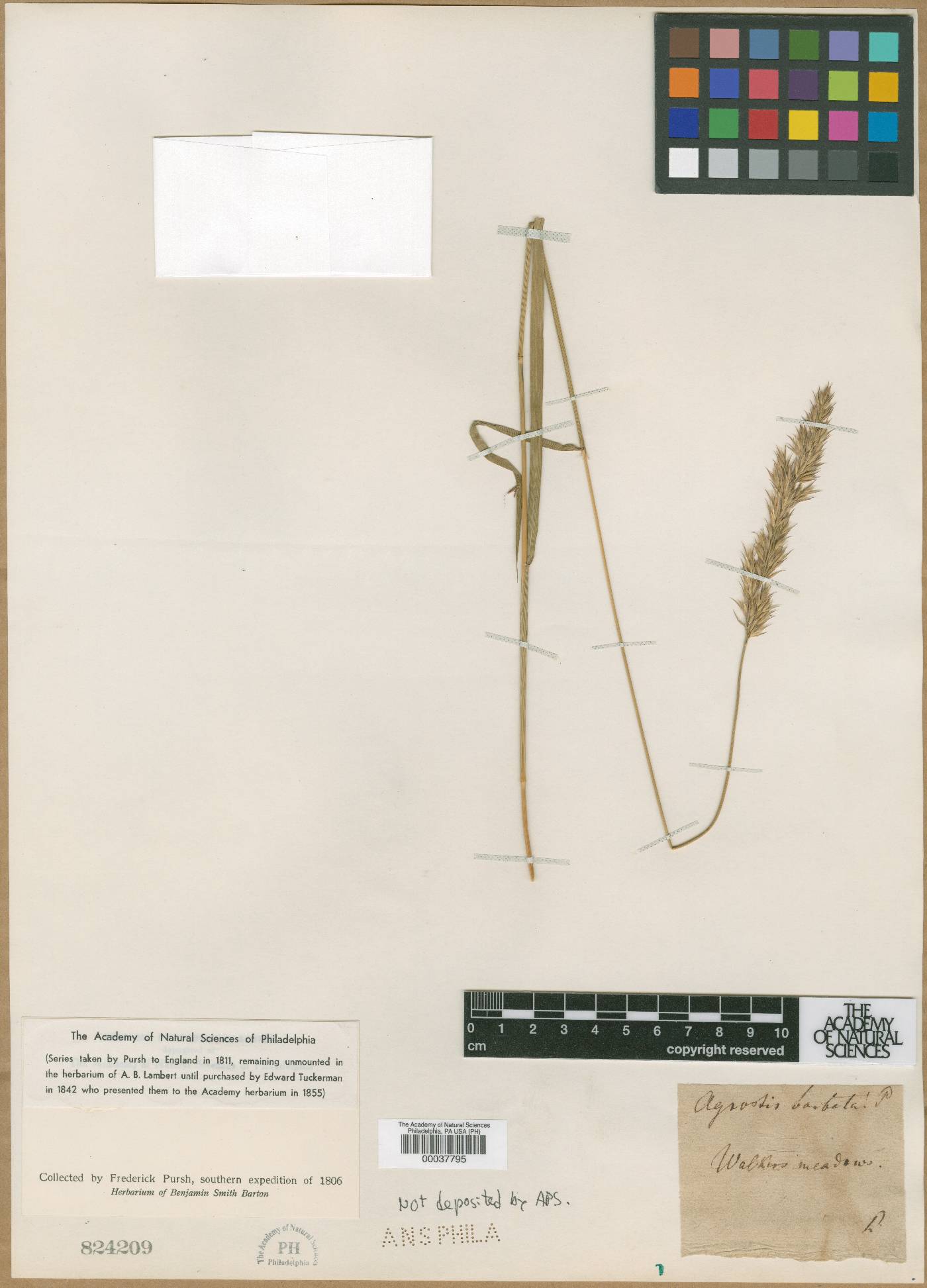 Agrostis barbata image