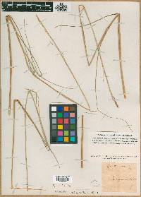 Image of Agrostis juncea