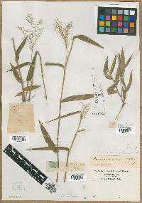 Panicum commutatum image