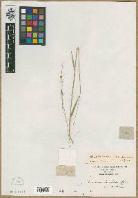 Amphicarpum floridanum image