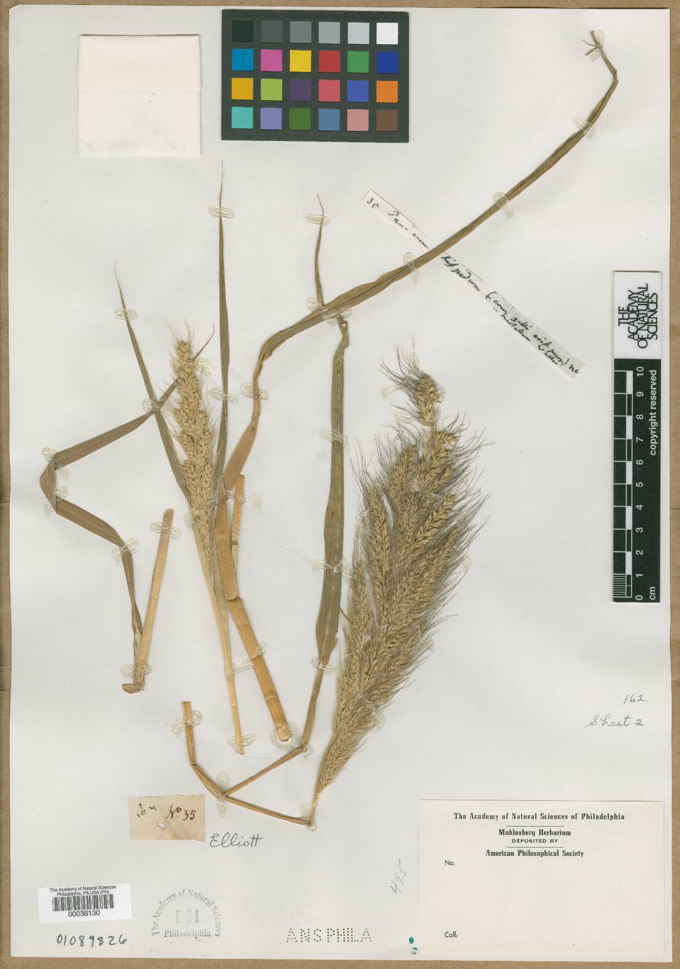 Panicum hispidulum image