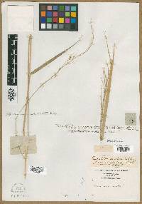 Panicum molle image