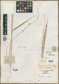 Panicum molle image