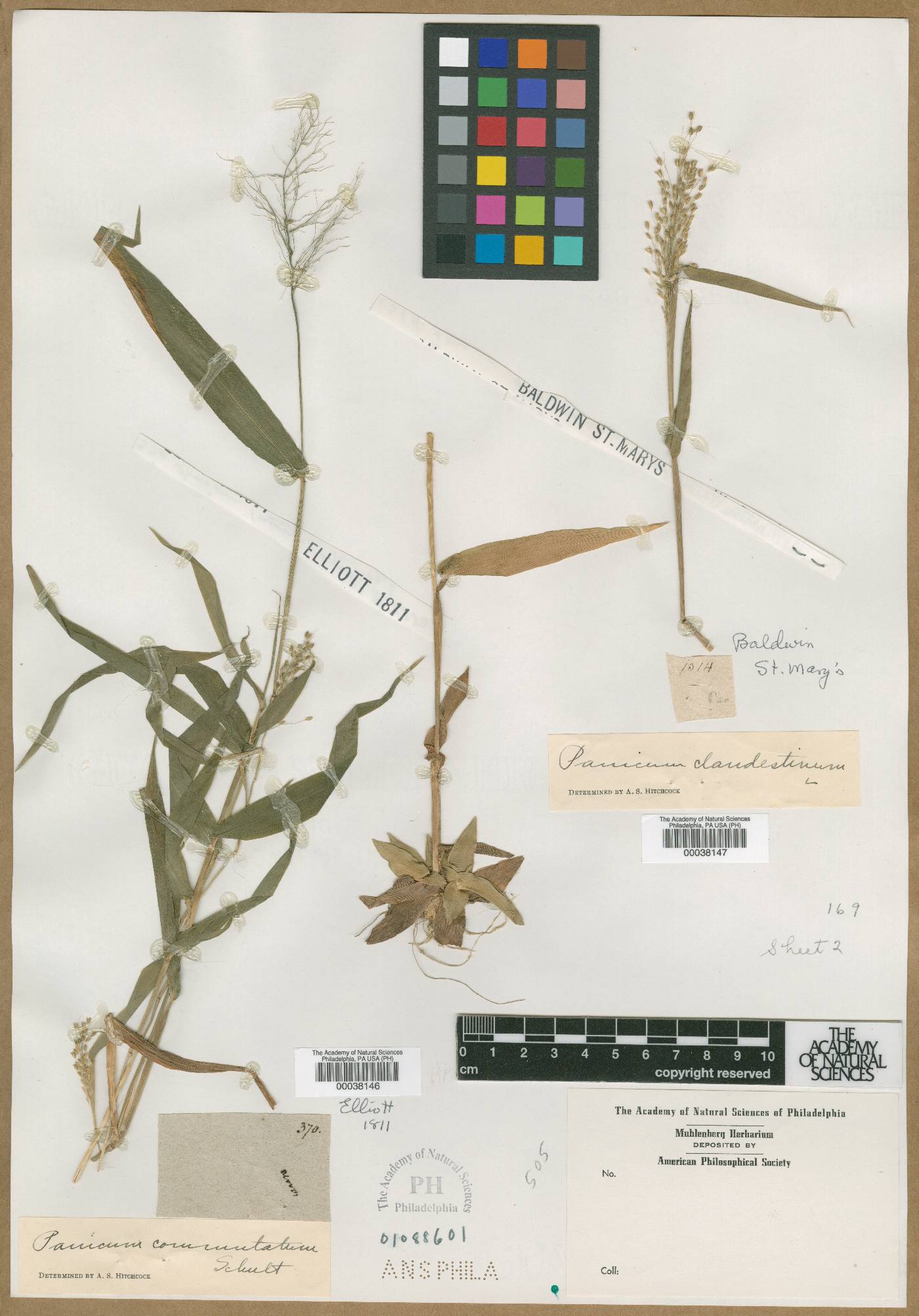 Panicum commutatum image