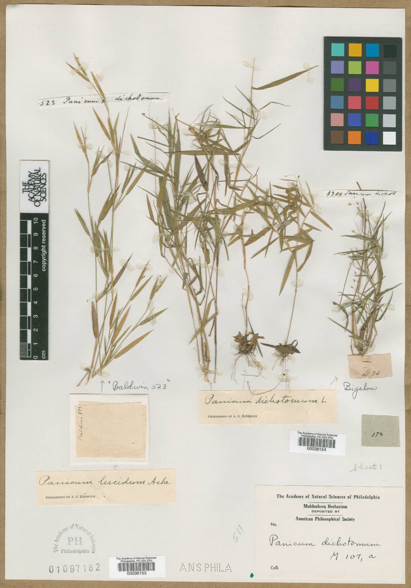 Panicum lucidum image