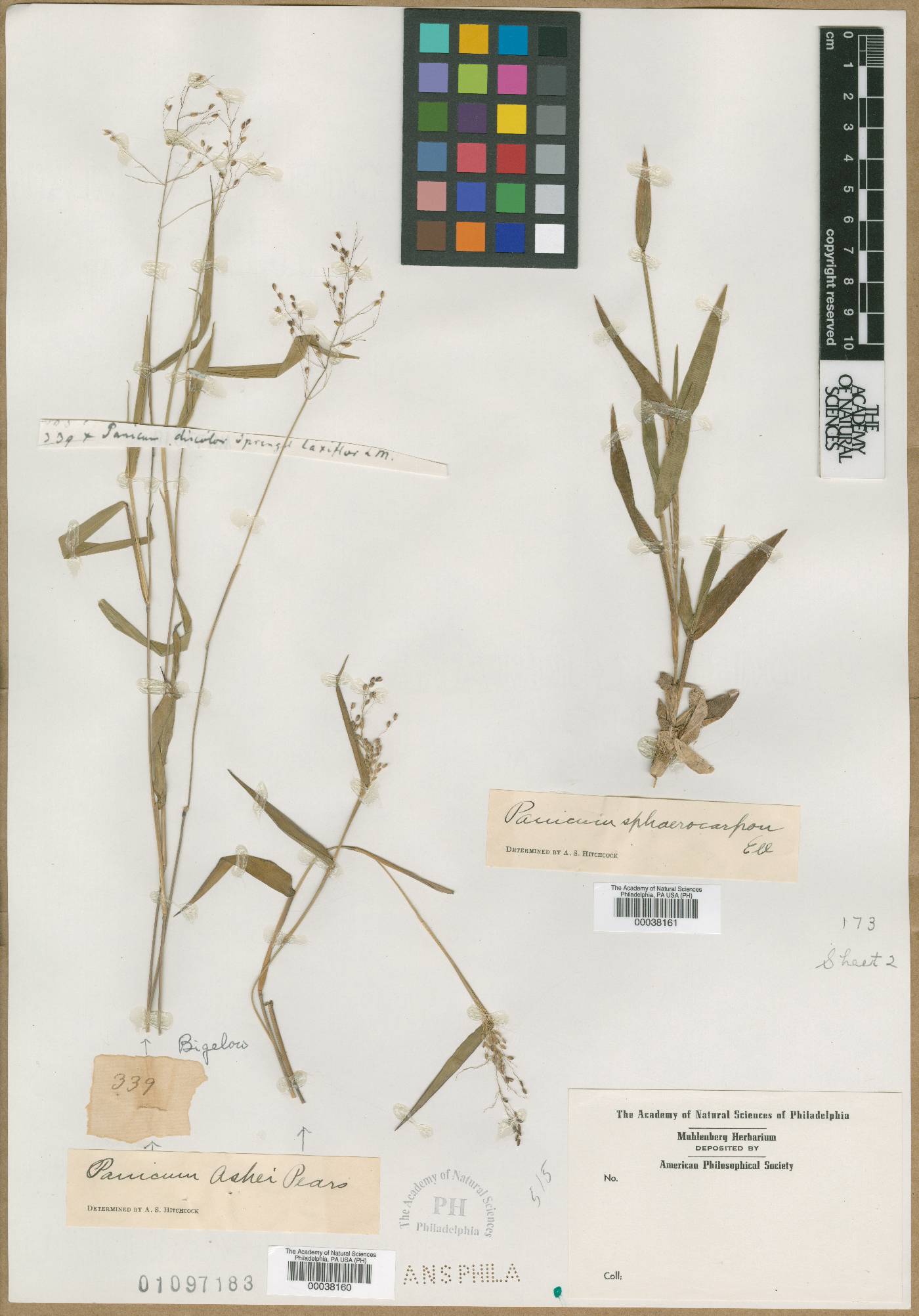 Panicum ashei image