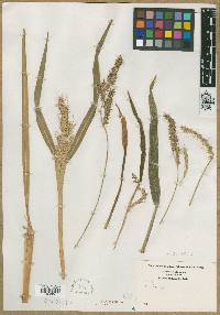 Echinochloa crus-galli var. crus-galli image