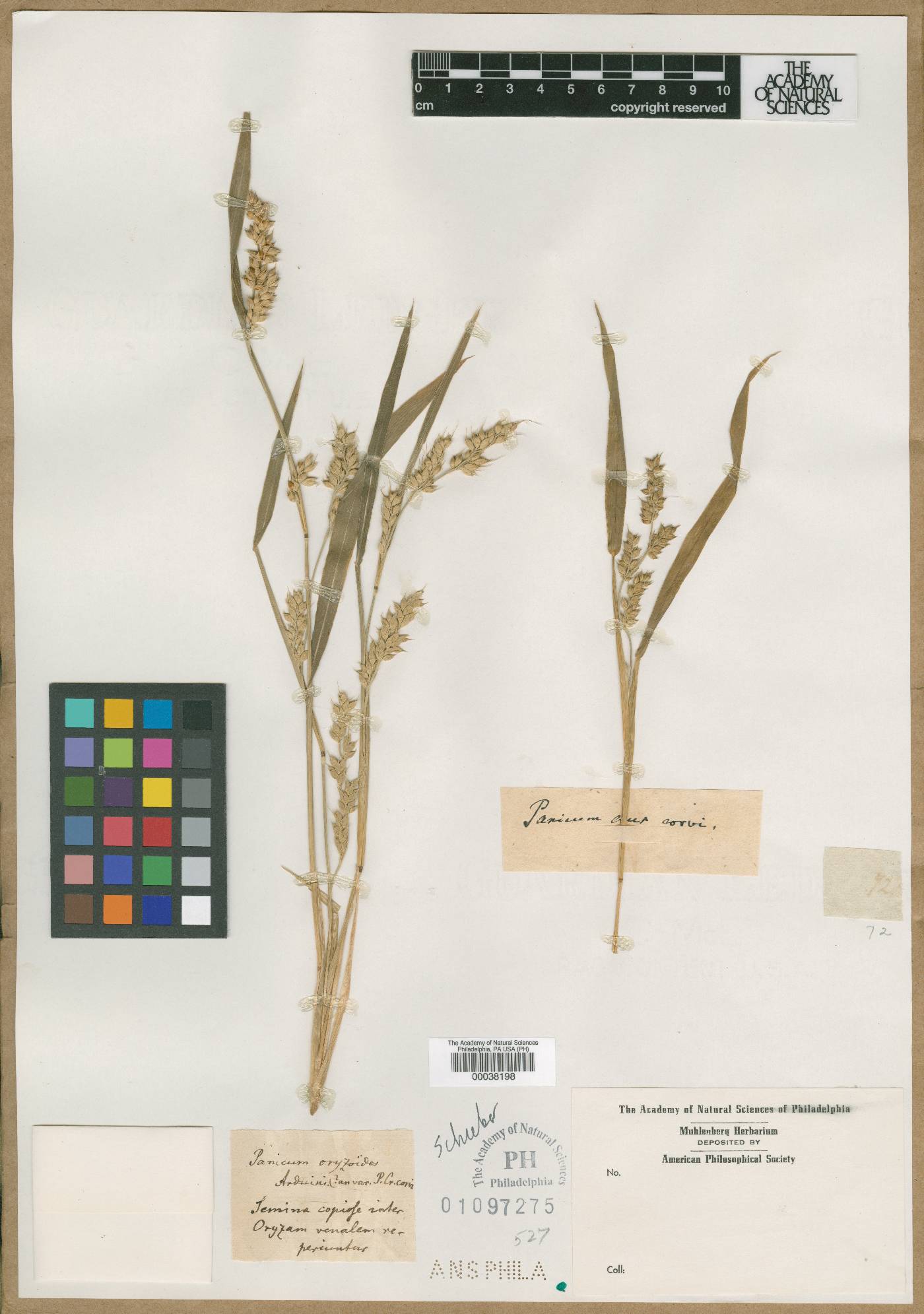 Panicum oryzoides image