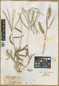 Panicum ciliatum image