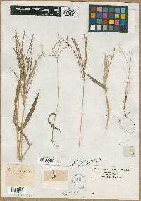 Panicum filiforme image