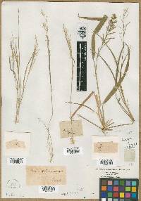 Panicum diffusum image