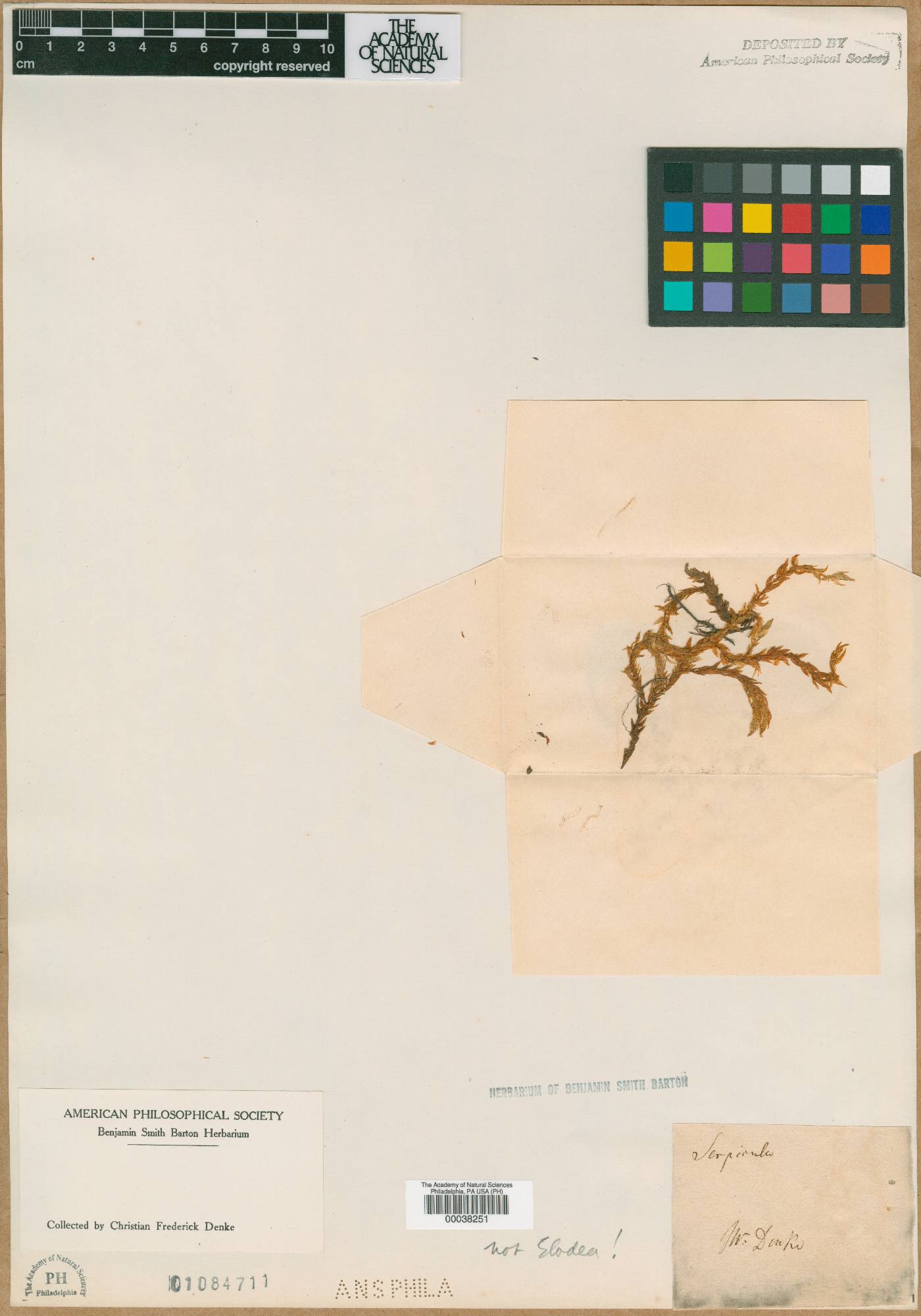 Serpicula image