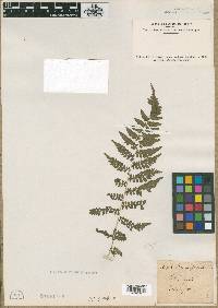 Image of Nephrodium serratum