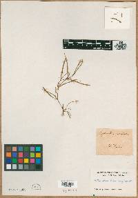 Image of Leptanthus gramineus
