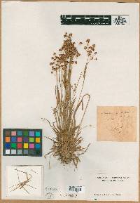 Juncus campestris image