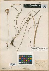 Melanthium laetum image