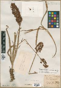 Amianthium muscitoxicum image