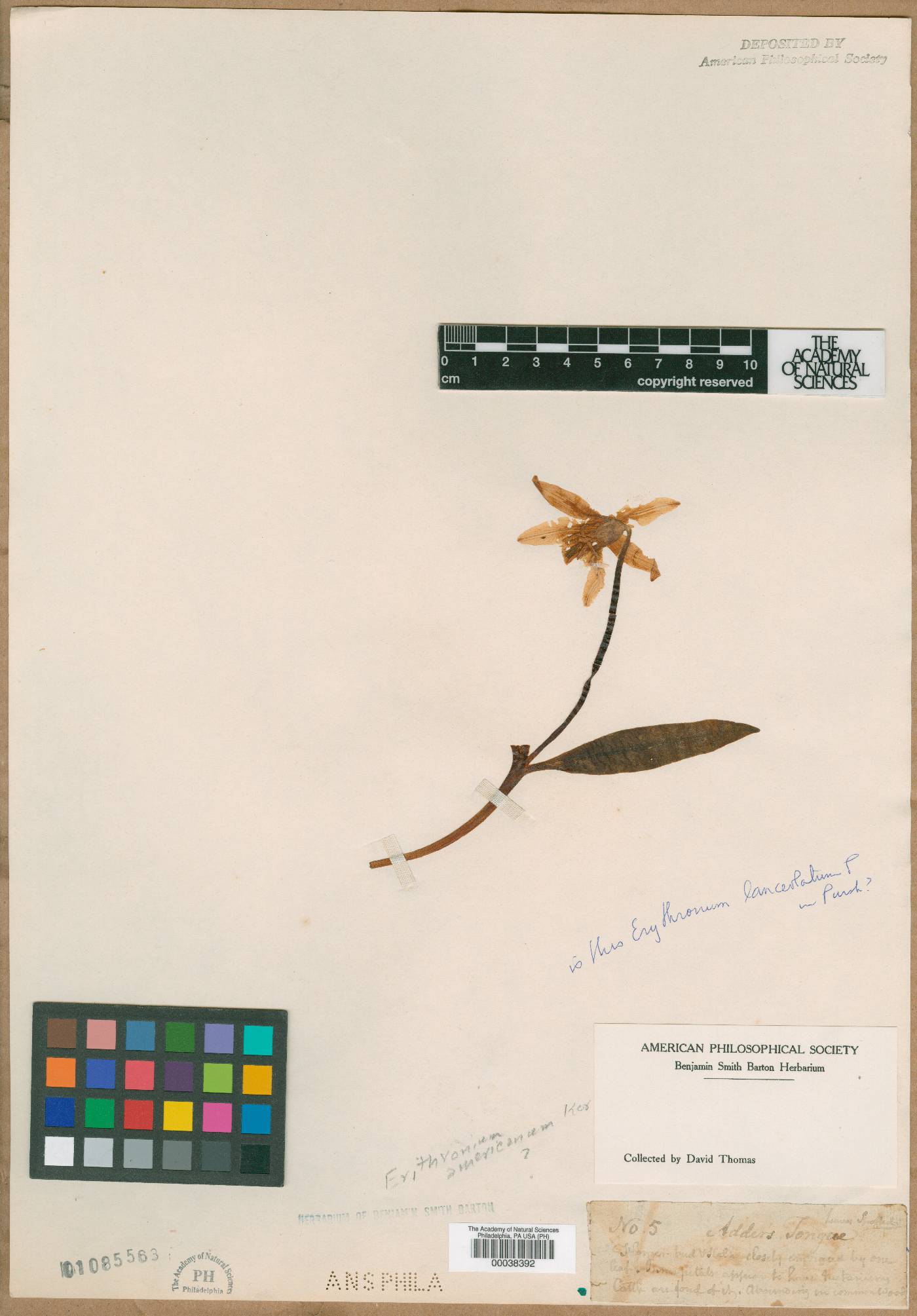 Erythronium lanceolatum image