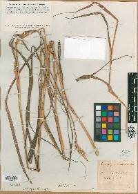 Andropogon ternarius image