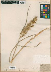 Echinochloa muricata var. muricata image