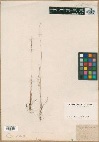 Panicum filiforme image