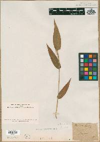 Panicum latifolium image