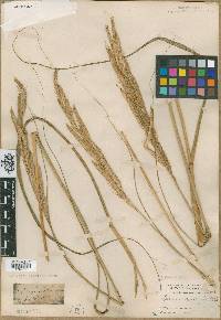 Spartina cynosuroides image