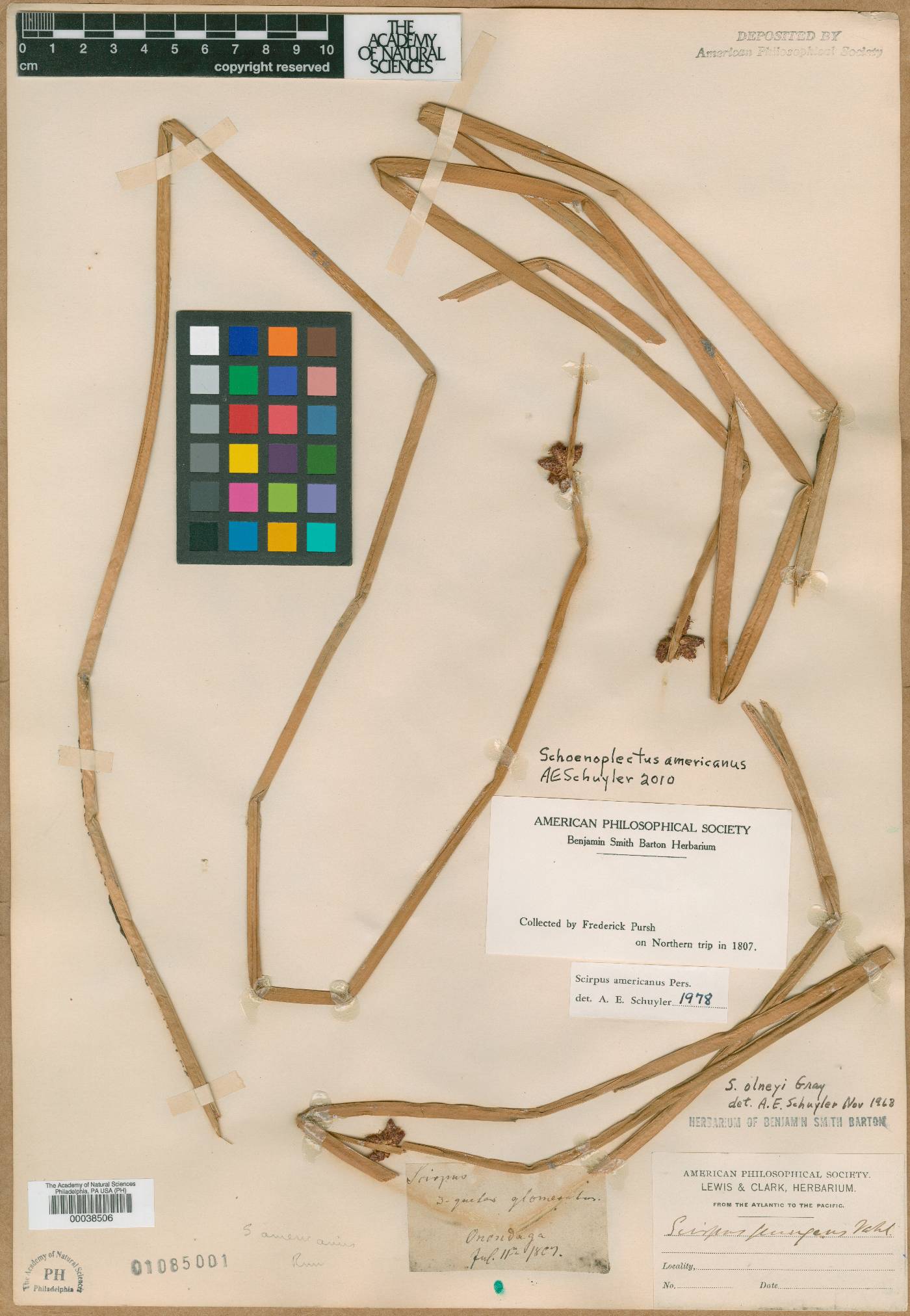 Scirpus glomeratus image