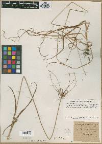 Image of Scirpus retrofractus