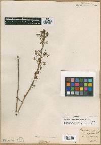 Image of Melanthium racemosum