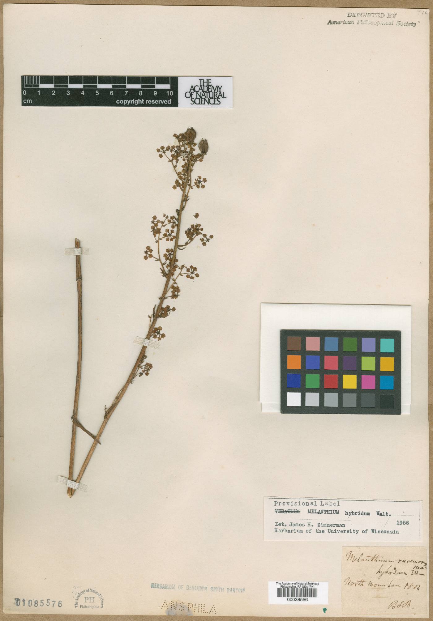 Melanthium racemosum image