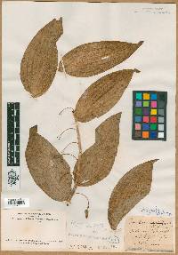 Polygonatum latifolium image